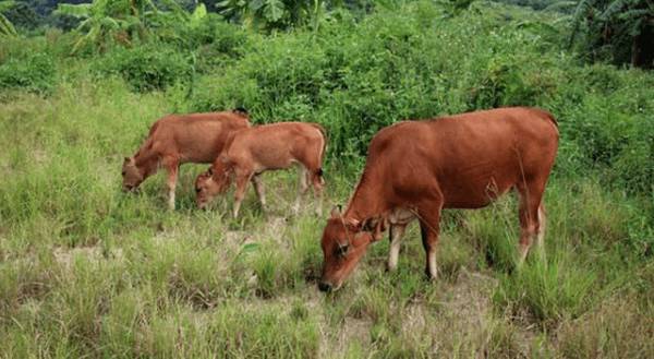 黄牛肚子胀气怎么治_养殖问答