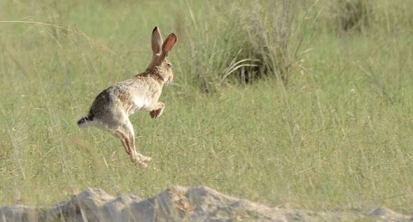 野兔喜欢什么时间活动_养殖问答