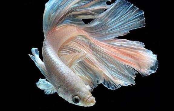 斗鱼吃什么长得快,叉尾斗鱼吃什么_养殖问答