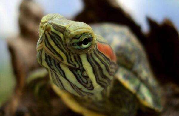 巴西龟能长多大,巴西龟能活多久_养殖问答