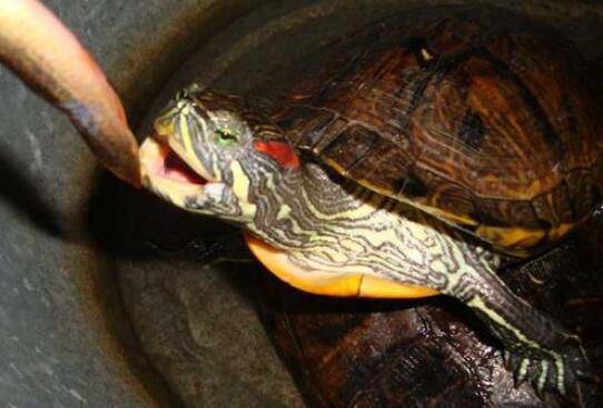巴西龟对人的危害,养巴西龟对人体的害处_养殖问答