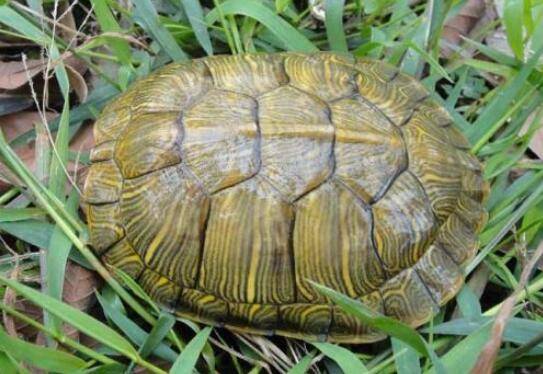 巴西龟对人的危害,养巴西龟对人体的害处_养殖问答