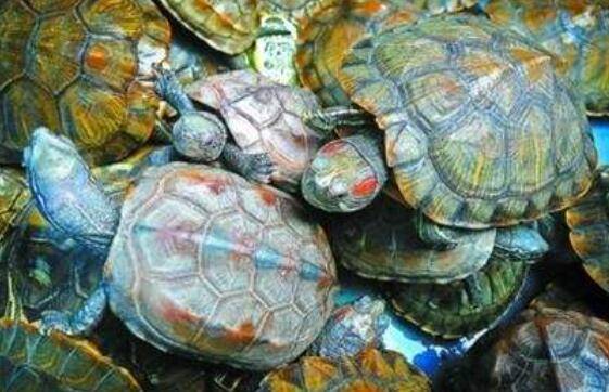 巴西龟对人的危害,养巴西龟对人体的害处_养殖问答