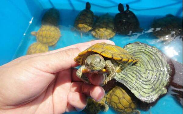 巴西龟怎么挑,挑选巴西龟的几大原则_养殖问答