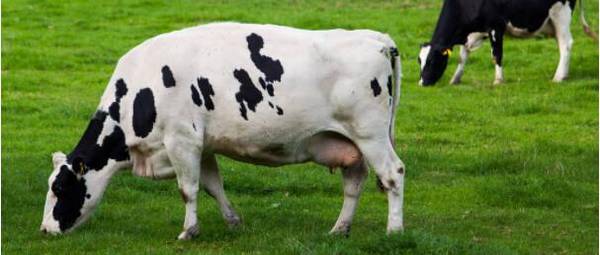 牛流产的原因是什么_养殖问答