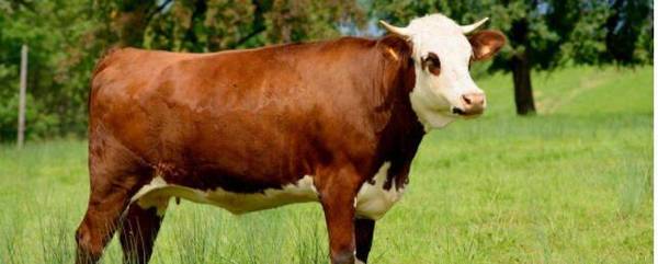 母牛流产死胎多久能排出_养殖问答