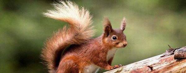 松鼠尾巴有什么作用_养殖问答