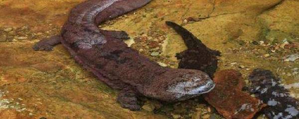 娃娃鱼体长是多少_养殖问答