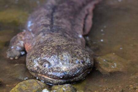 һЩļɣιʳҲн_ֳʴ