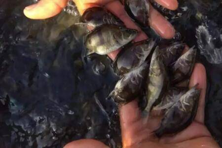 鳜鱼养得好技巧少不了,这些养殖方法要用好_养鱼