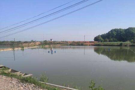 鳜鱼养得好技巧少不了,这些养殖方法要用好_养鱼