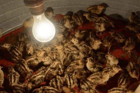 野鸡苗怎么养,养殖野鸡管理方法_山鸡养殖