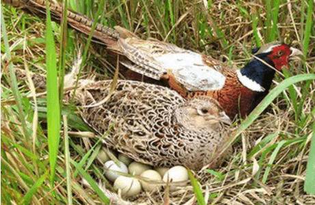 野鸡苗怎么养,养殖野鸡管理方法_山鸡养殖