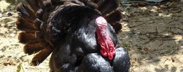 火鸡冬天会不会产蛋_养殖问答