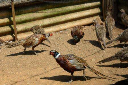 十分钟掌握山鸡苗养殖技巧,山鸡苗怎么养不会死_山鸡养殖