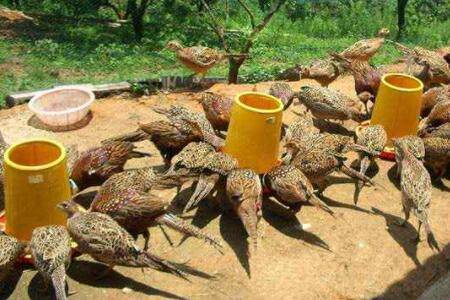 十分钟掌握山鸡苗养殖技巧,山鸡苗怎么养不会死_山鸡养殖