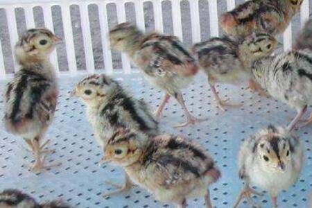 山鸡苗脱温处理的常用技巧,这些问题也要注意_山鸡养殖