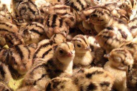 山鸡苗脱温处理的常用技巧,这些问题也要注意_山鸡养殖