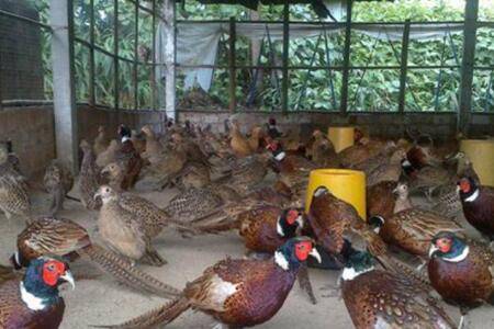 山鸡苗脱温处理的常用技巧,这些问题也要注意_山鸡养殖