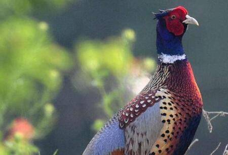 野山鸡是不是保护动物,捕捉和吃野山鸡是否违法_山鸡养殖