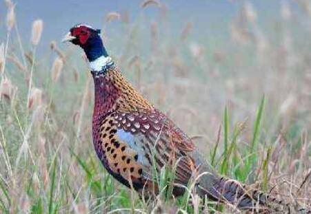 野山鸡是不是保护动物,捕捉和吃野山鸡是否违法_山鸡养殖