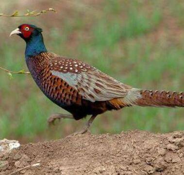 野山鸡是不是保护动物,捕捉和吃野山鸡是否违法_山鸡养殖