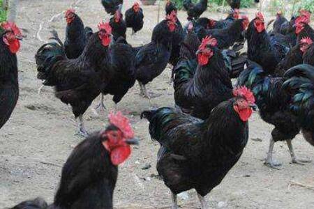 怎么养殖狼山鸡,人工养殖狼山鸡的技术要点_山鸡养殖