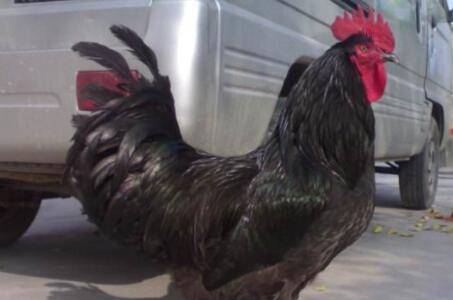 怎么养殖狼山鸡,人工养殖狼山鸡的技术要点_山鸡养殖