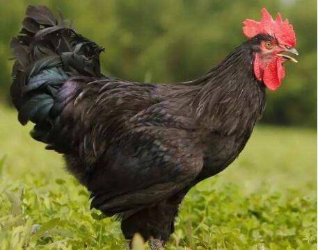 狼山鸡与土鸡优缺点对比,狼山鸡与土鸡的营养价值哪个高_山鸡