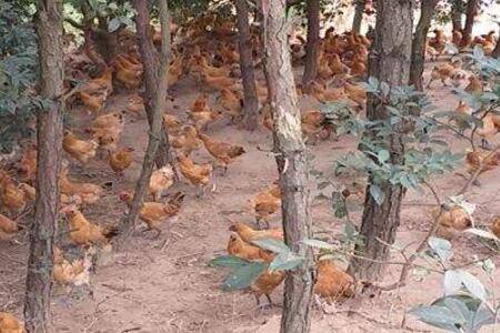 跑山鸡究竟怎么养,跑山鸡养殖周期分析_山鸡养殖