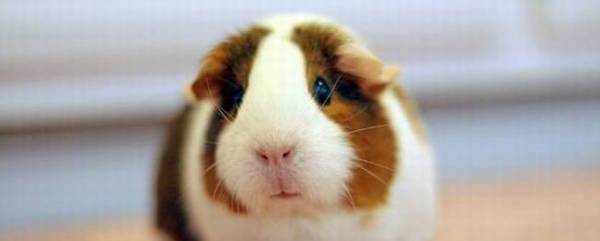 养殖豚鼠要注意哪些事项_养殖问答