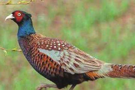 山鸡苗怎么养殖,山鸡苗养殖技术看一看_山鸡养殖