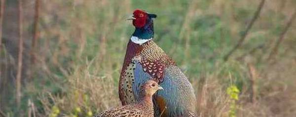 野鸡可以长到多少斤_养殖问答