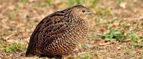 鹌鹑踩背多久开始下蛋_养殖问答