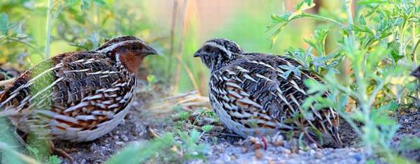 鹌鹑怎么去毛_养殖问答