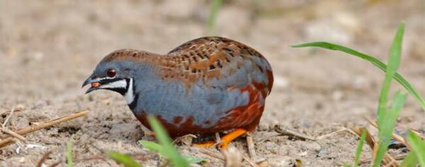 鹌鹑怕不怕冷,鹌鹑怕冷还是怕热_养殖问答