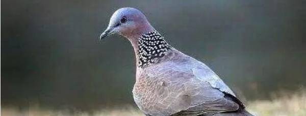 斑鸠吃什么,斑鸠以什么为食_养殖问答