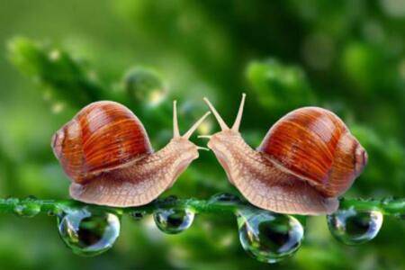蜗牛有多少颗牙齿_养殖问答