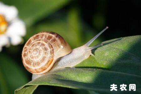蜗牛怎么过冬,蜗牛会冬眠吗_养殖问答