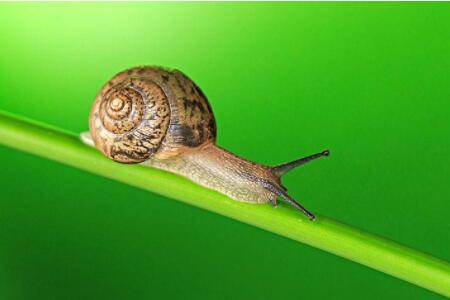 蜗牛能活多长,蜗牛最长寿命是多少_养殖问答