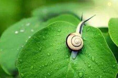 蜗牛的速度是多少,蜗牛一秒能爬多远_养殖问答