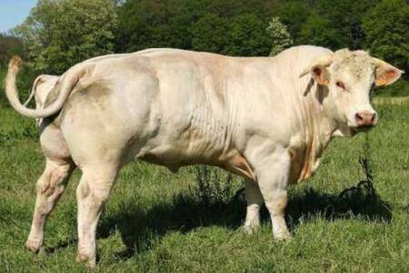 契安尼娜牛是什么牛_养殖问答