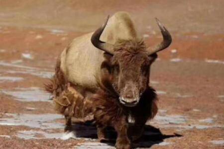 金色野牦牛是什么牛_养殖问答