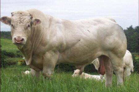 夏洛莱牛是什么牛,夏洛莱牛有什么特征_养殖问答