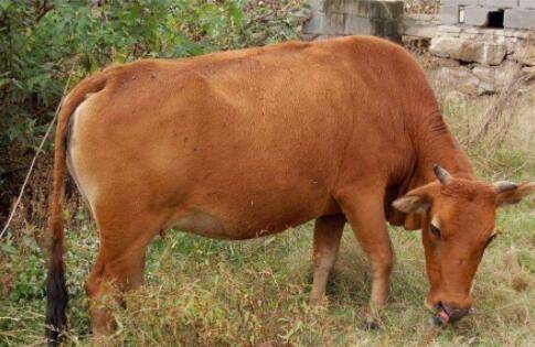 延边牛是什么牛,延边牛有什么特征_养殖问答