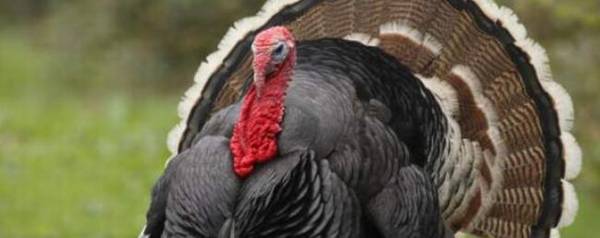 火鸡多久开始下蛋,火鸡一年产多少蛋_养殖问答