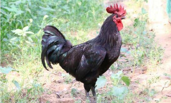 怎么区别绿壳蛋鸡和五黑鸡_养殖问答