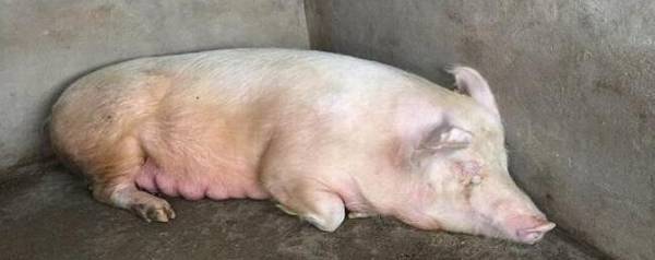 ĸ��ҧ������ô��_��ֳ�ʴ�