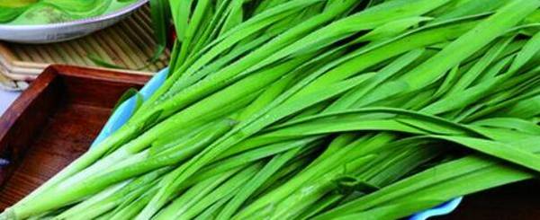 母猪能不吃韭菜_养殖问答