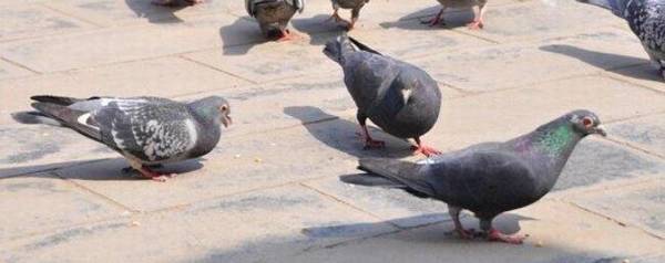 一只鸽子有多重_养殖问答